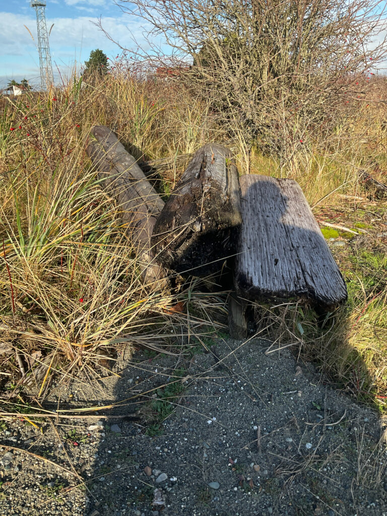 a log in a grassy area (MyCoast AI)