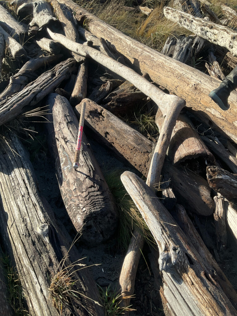 a group of logs (MyCoast AI)