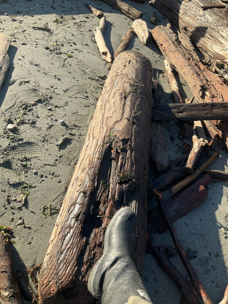 a group of logs on the ground (MyCoast AI)
