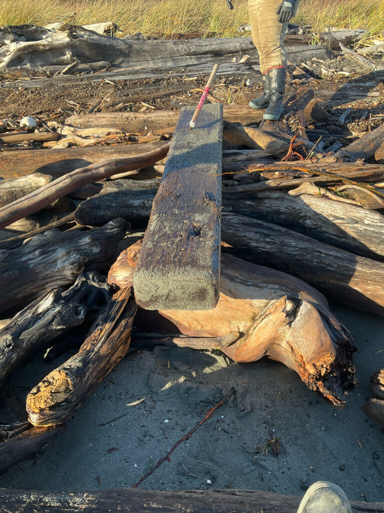 a person standing next to a pile of cut logs (MyCoast AI)