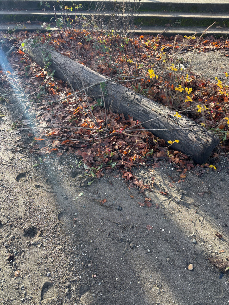 a tree branch on the ground (MyCoast AI)