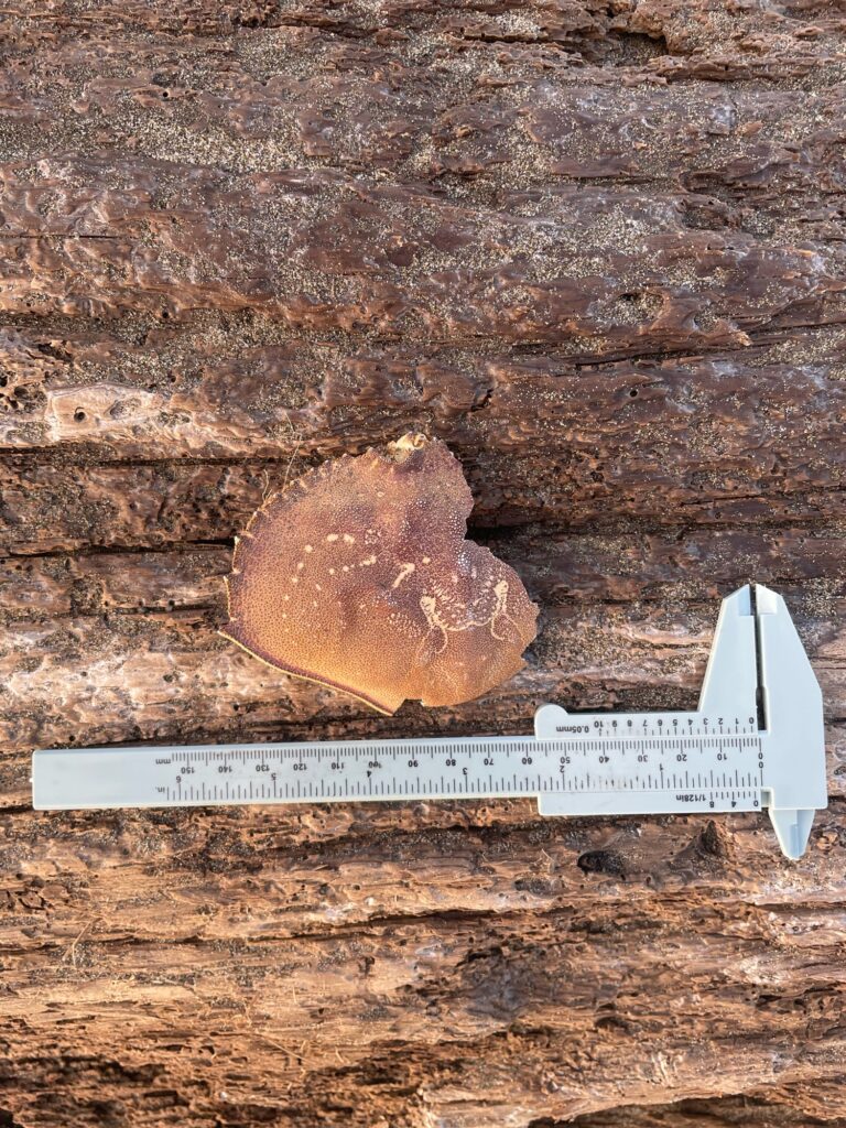 a rock on a sign (MyCoast AI)