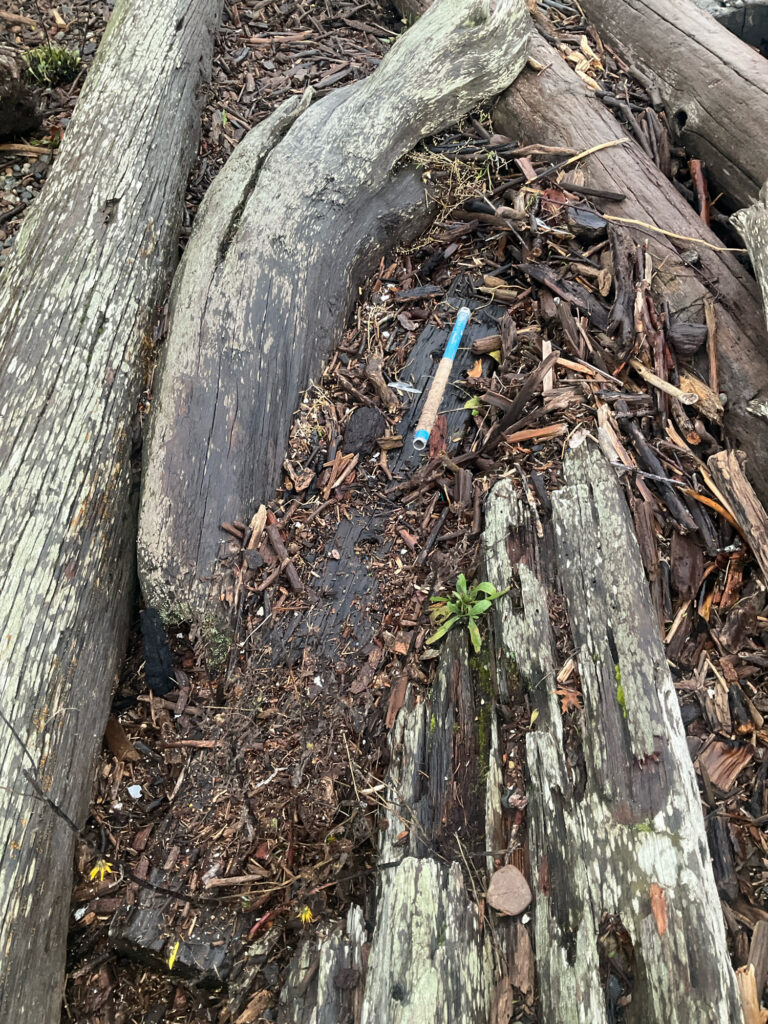 a small blue bottle in a tree stump (MyCoast AI)