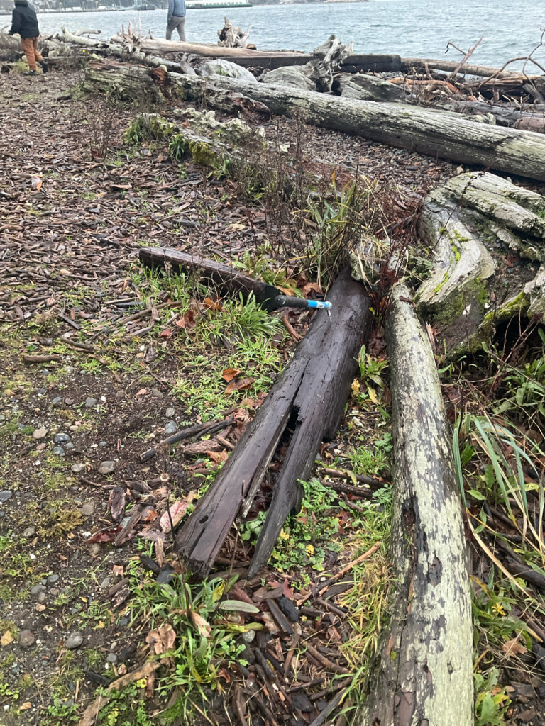 a log on the ground by a body of water (MyCoast AI)