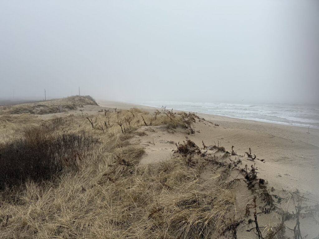 a sandy beach with bushes and water (MyCoast AI)