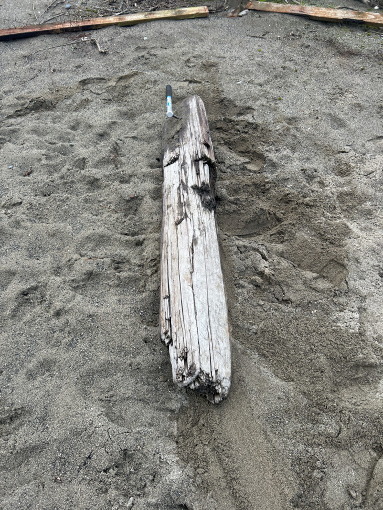 a piece of wood on the ground (MyCoast AI)