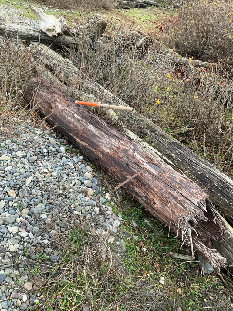 a log in a rocky area (MyCoast AI)