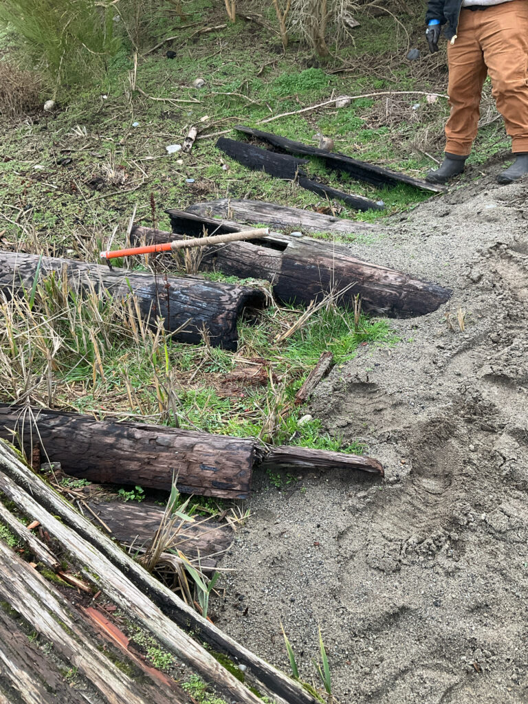 a group of logs on the ground (MyCoast AI)