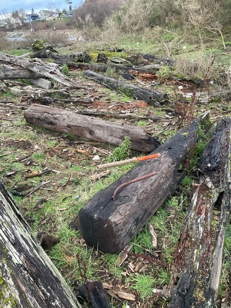 a pile of cut down trees (MyCoast AI)