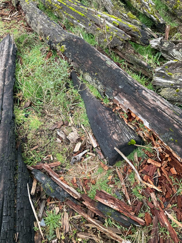 a close-up of some wood (MyCoast AI)