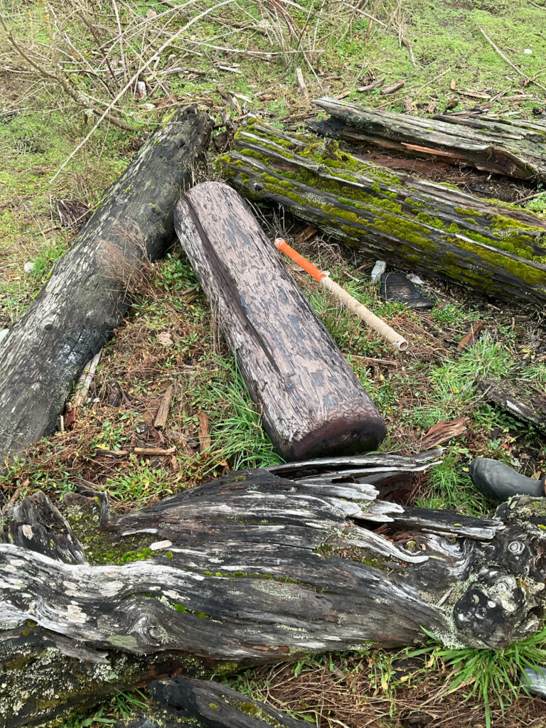 a pile of cut down trees (MyCoast AI)