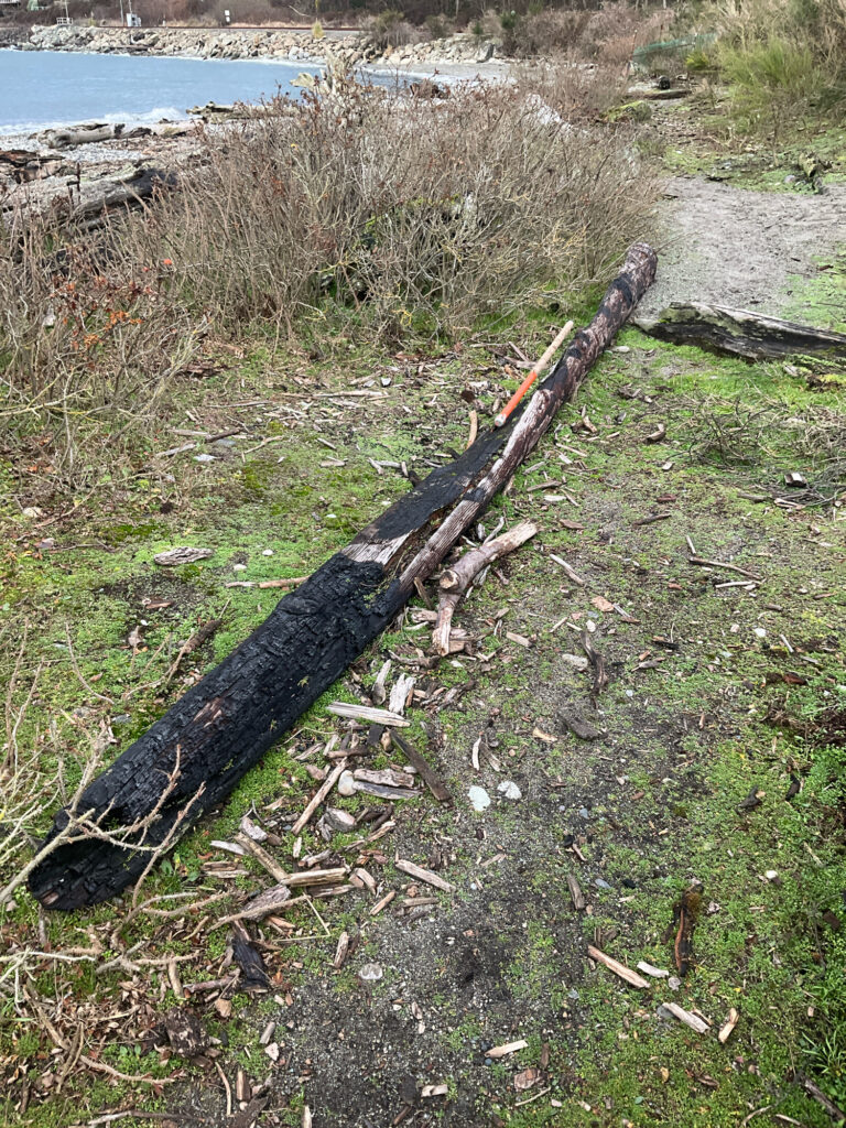 a group of logs on the ground (MyCoast AI)
