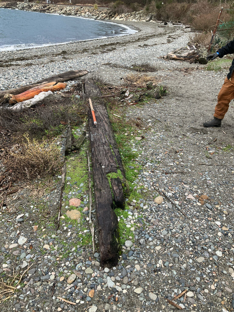 a tree stump on a rocky beach (MyCoast AI)