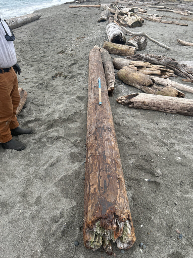 a wood pole on the beach (MyCoast AI)