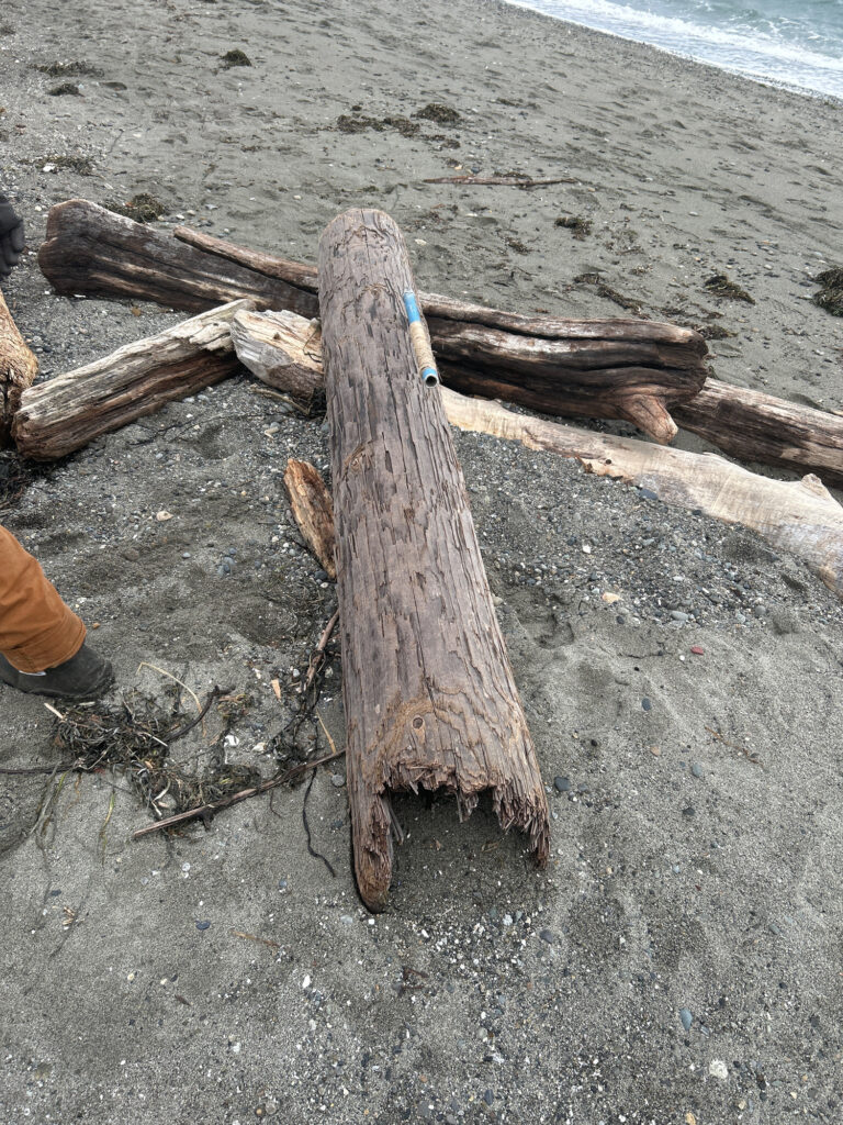 a group of wood pieces on a beach (MyCoast AI)