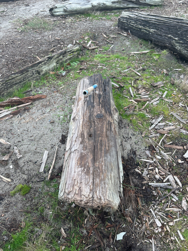 a tree stump with a frog on it (MyCoast AI)