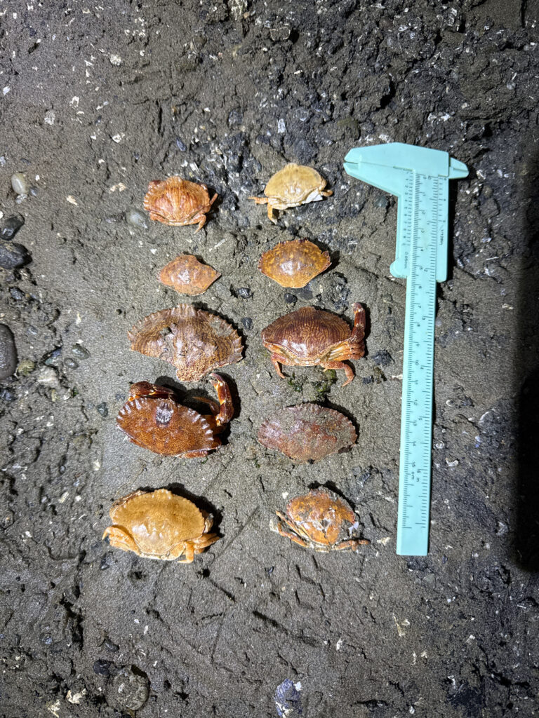 a blue shovel and some brown objects (MyCoast AI)