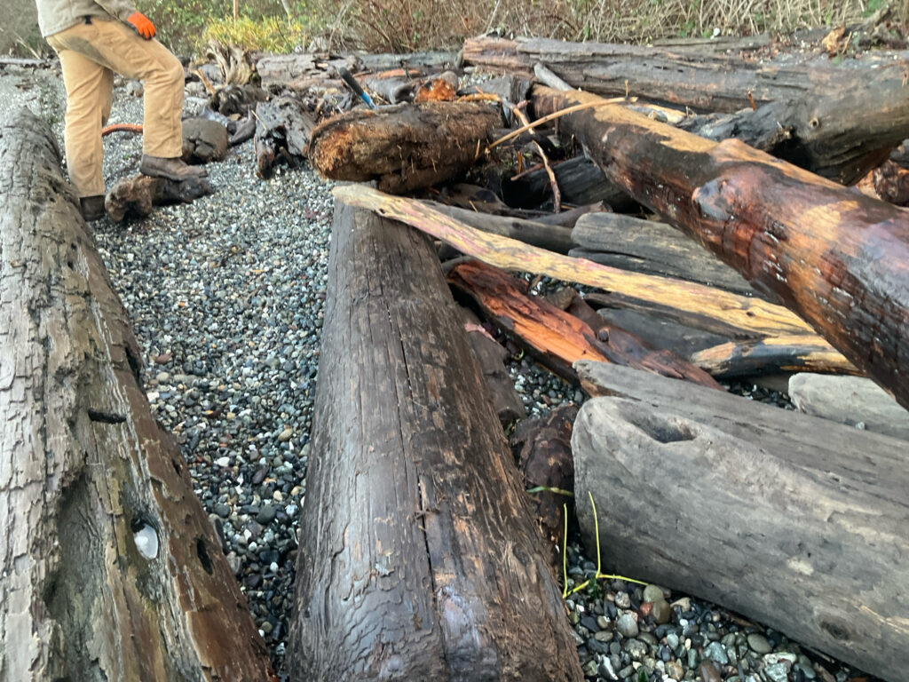 a person standing next to a pile of cut logs (MyCoast AI)