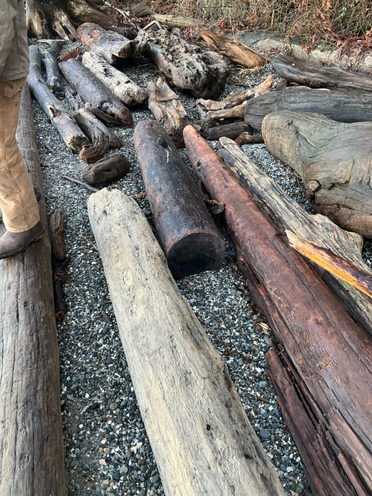 a pile of cut logs (MyCoast AI)