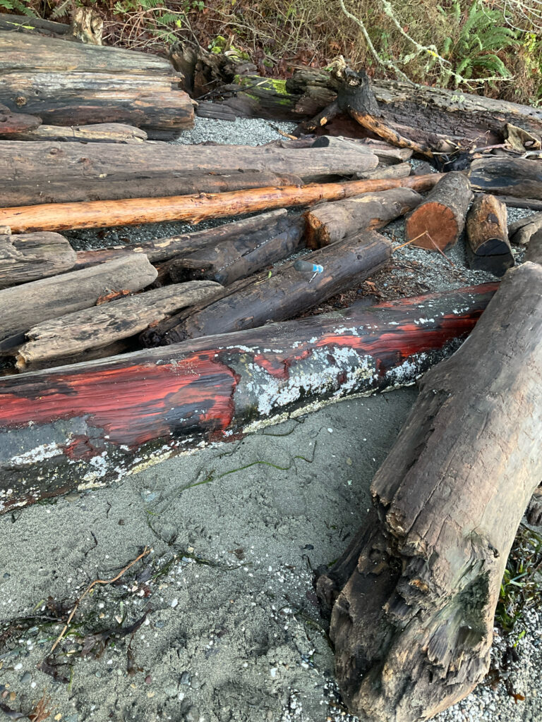a pile of wood (MyCoast AI)