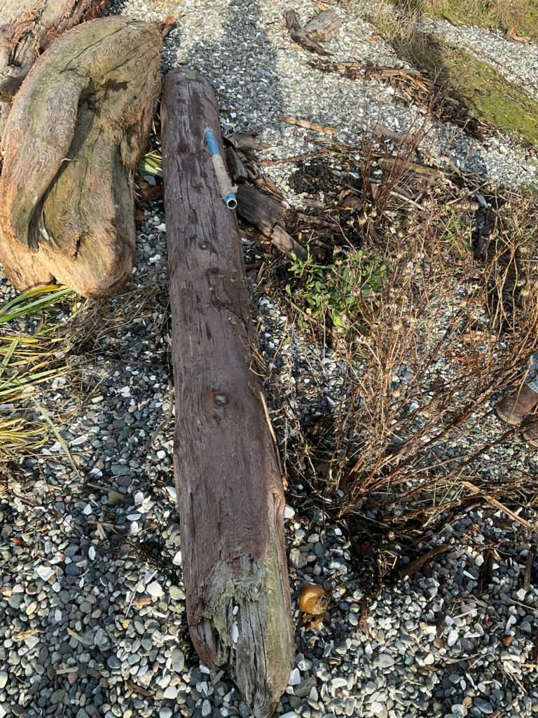 a tree stump with a hole in it (MyCoast AI)