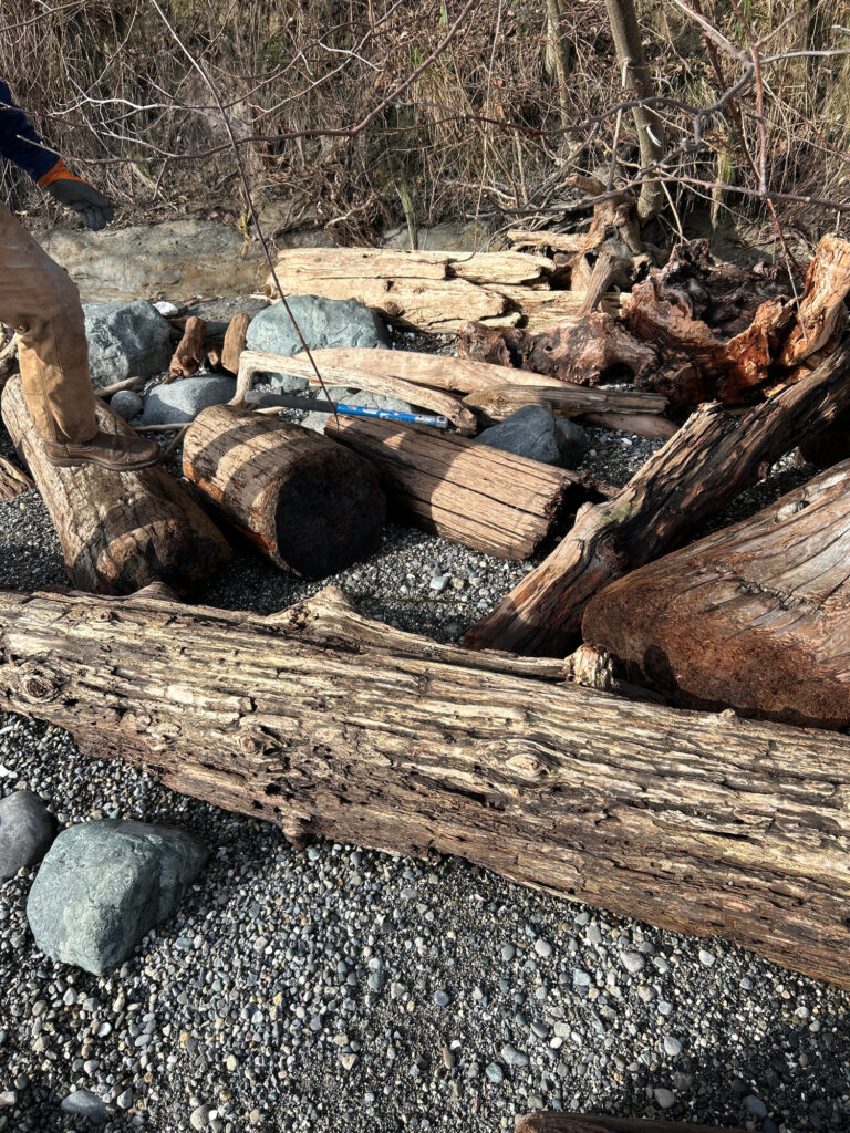 a pile of cut down trees (MyCoast AI)