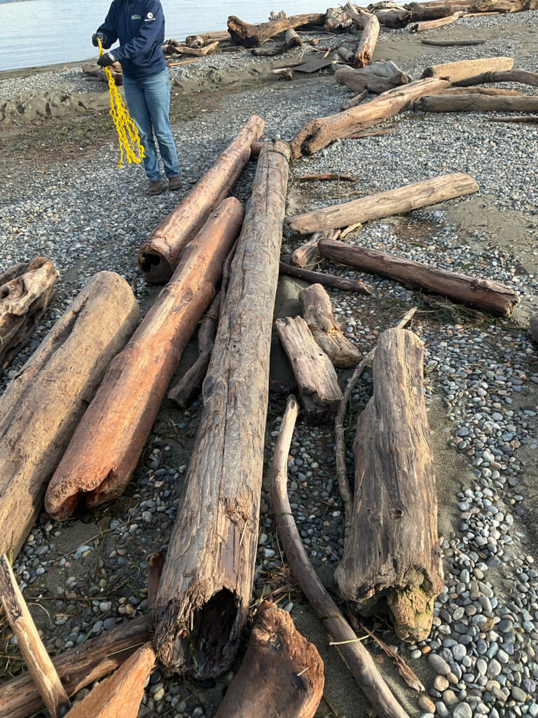 a person standing next to a pile of cut logs on a beach (MyCoast AI)