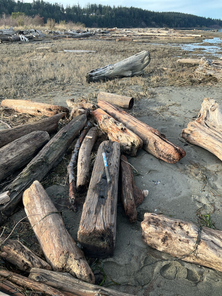 a group of logs on a beach (MyCoast AI)