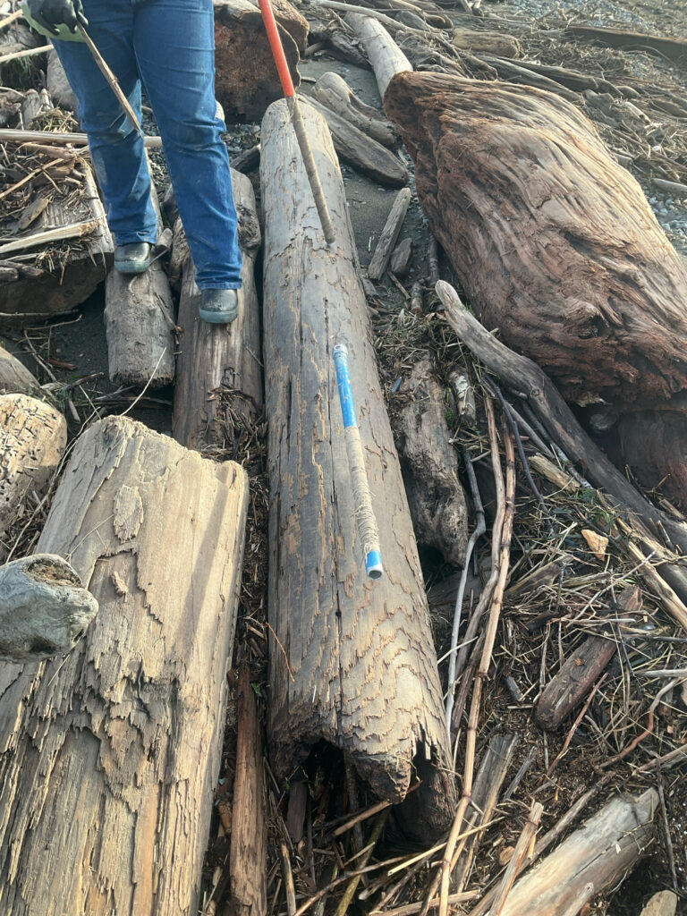 a person standing on a log (MyCoast AI)