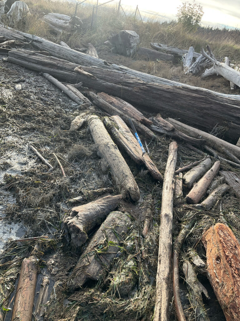 a pile of cut down trees (MyCoast AI)