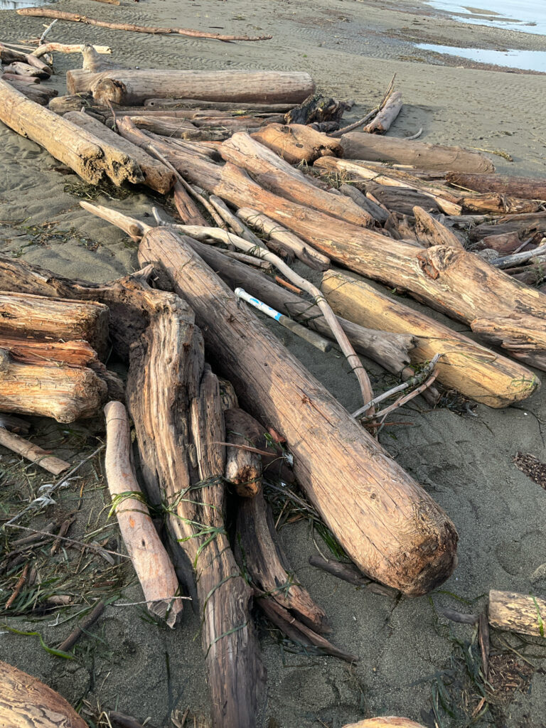 a pile of cut logs (MyCoast AI)