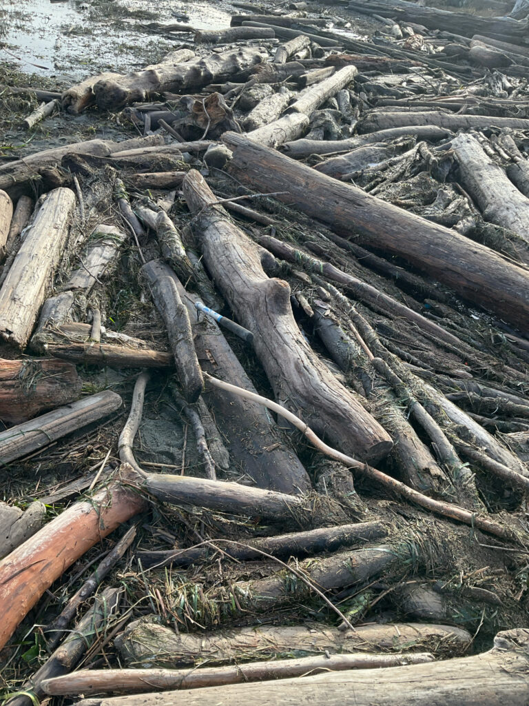 a pile of cut trees (MyCoast AI)
