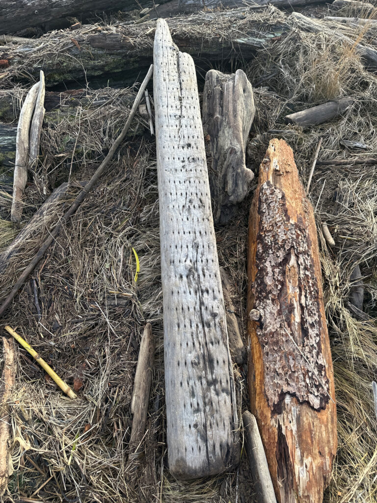 a group of sticks and sticks (MyCoast AI)