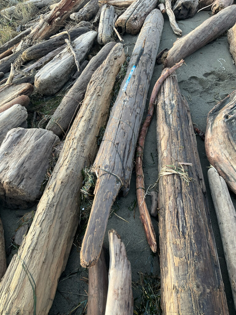 a group of logs (MyCoast AI)