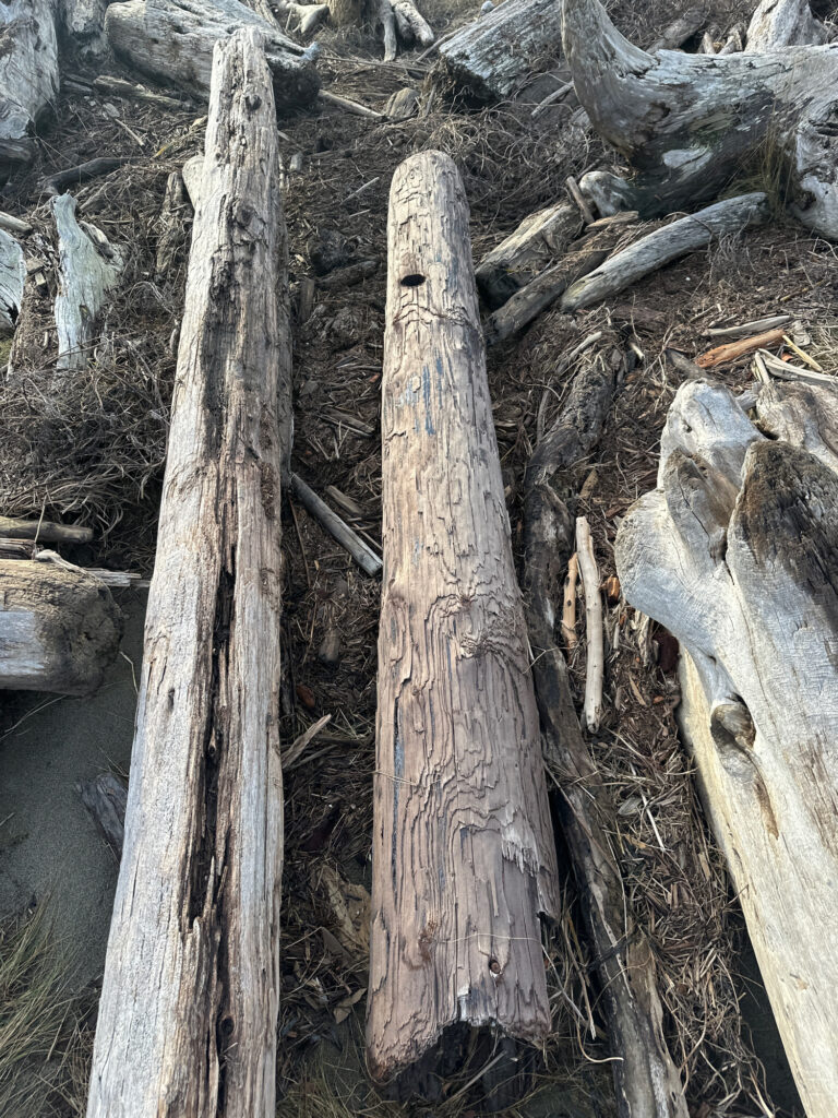 a group of trees with bark (MyCoast AI)