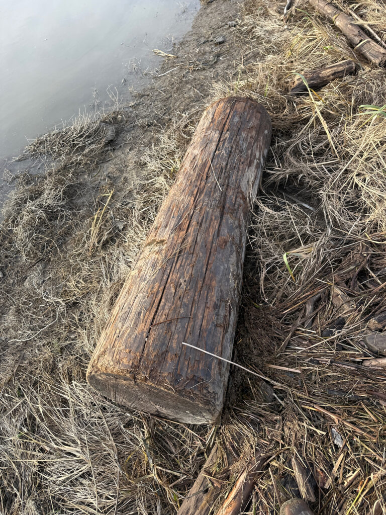 a tree stump in the grass (MyCoast AI)