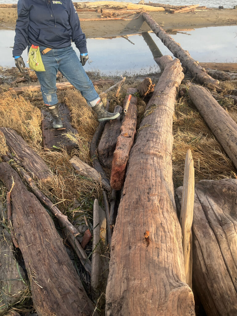 a person standing on a tree stump (MyCoast AI)