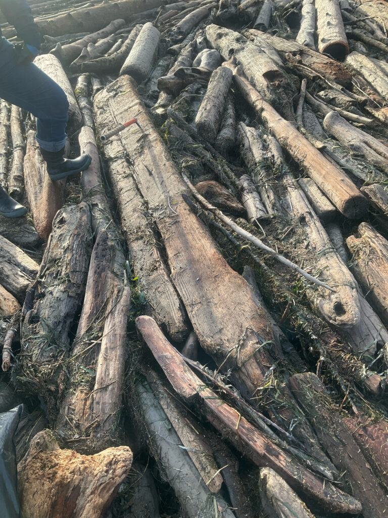 a pile of cut logs (MyCoast AI)