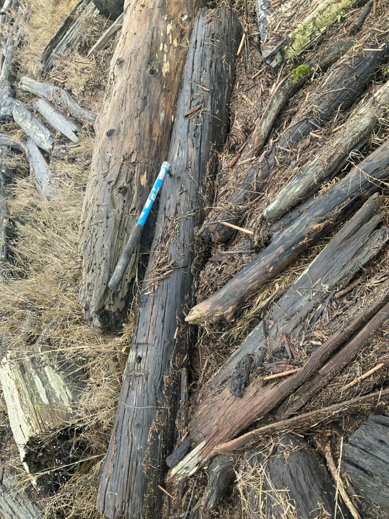 a blue toothbrush on a tree stump (MyCoast AI)