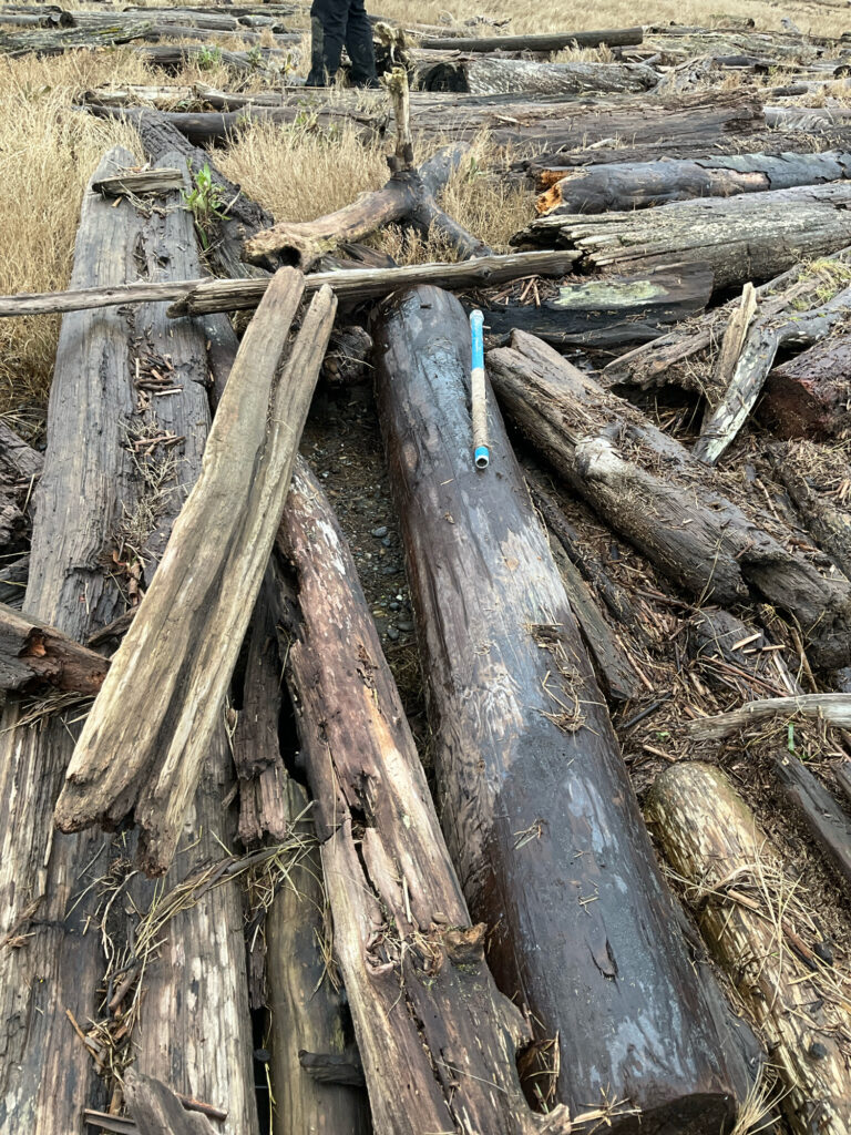 a tree stump with a hole in it (MyCoast AI)
