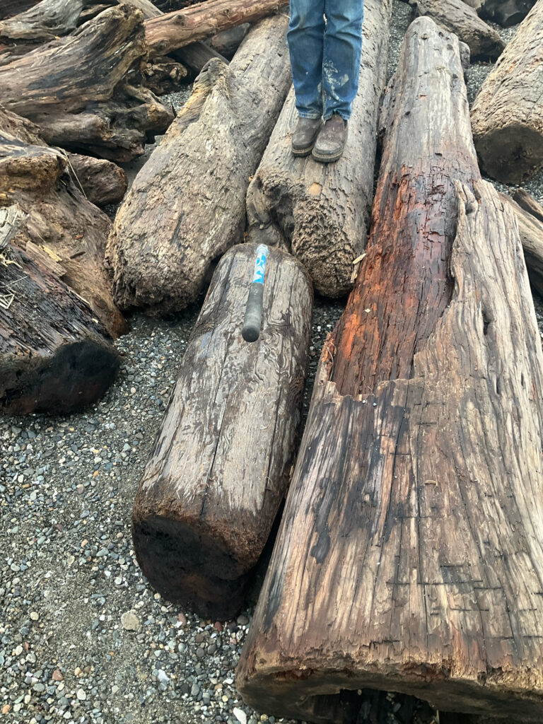 a person standing on a log (MyCoast AI)