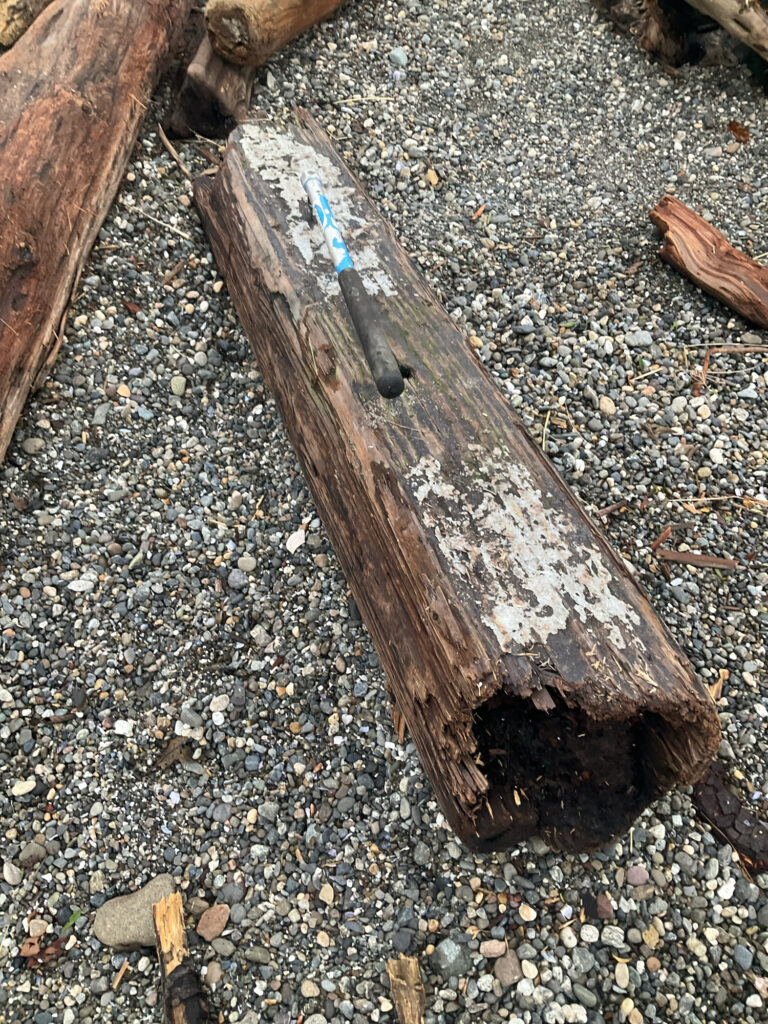 a log on the ground (MyCoast AI)