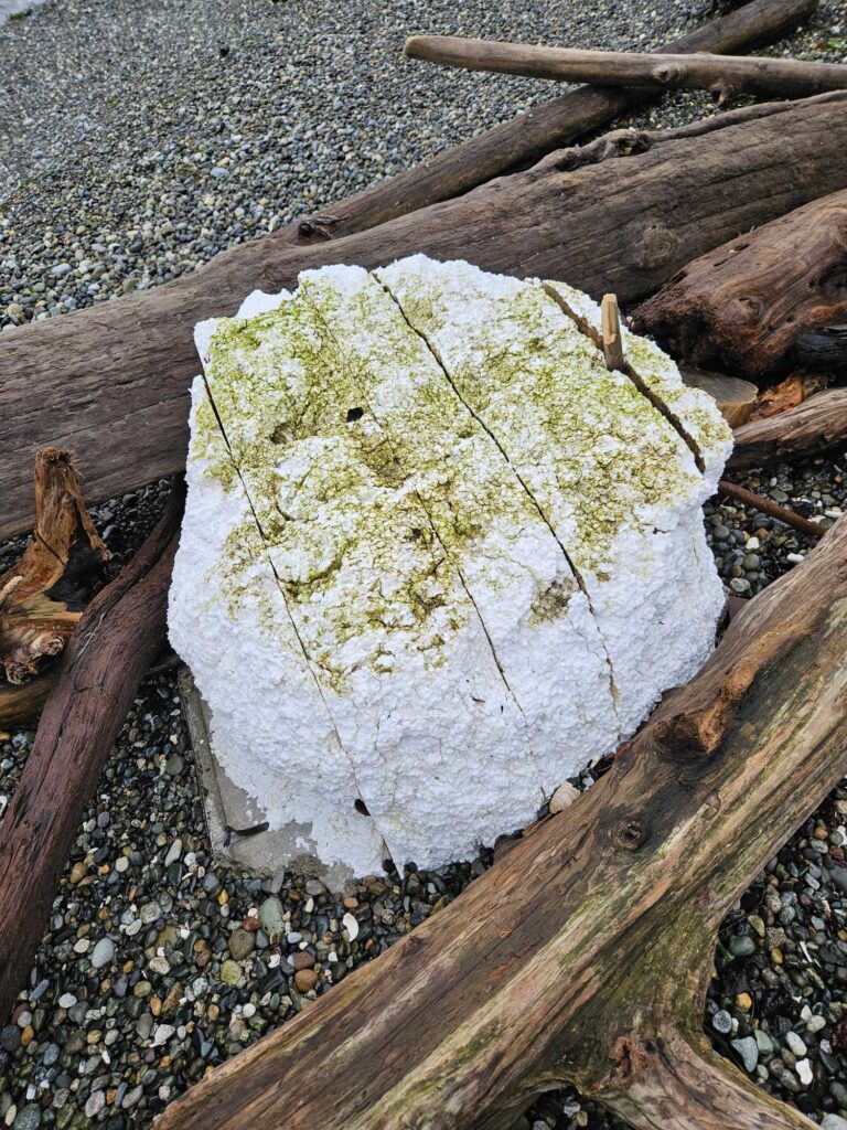 a large rock with a green substance on it (MyCoast AI)