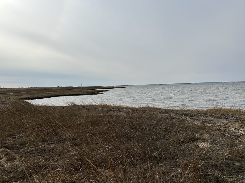 a beach with tall grass (MyCoast AI)