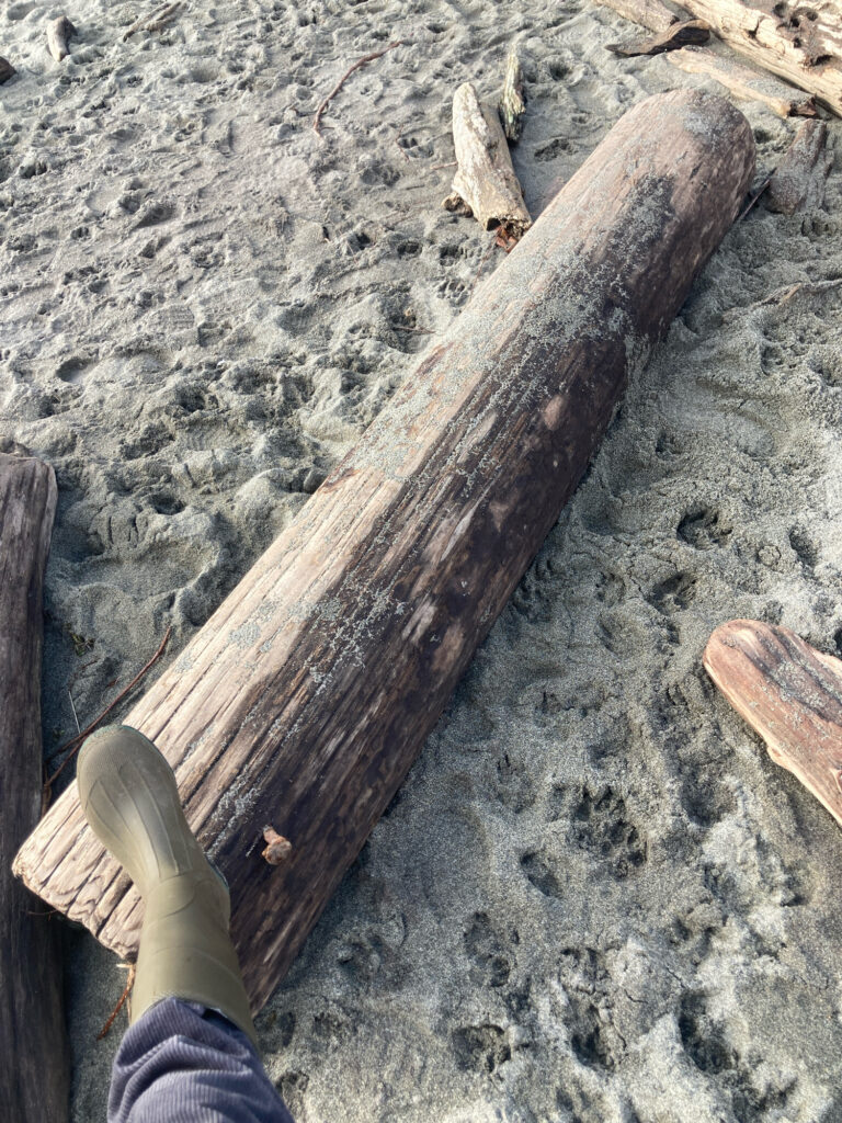 a person's hand holding a piece of wood (MyCoast AI)