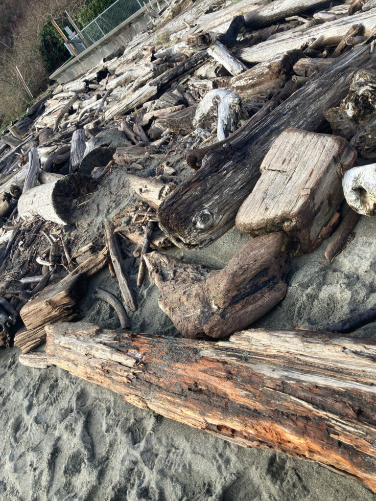 a pile of cut logs (MyCoast AI)