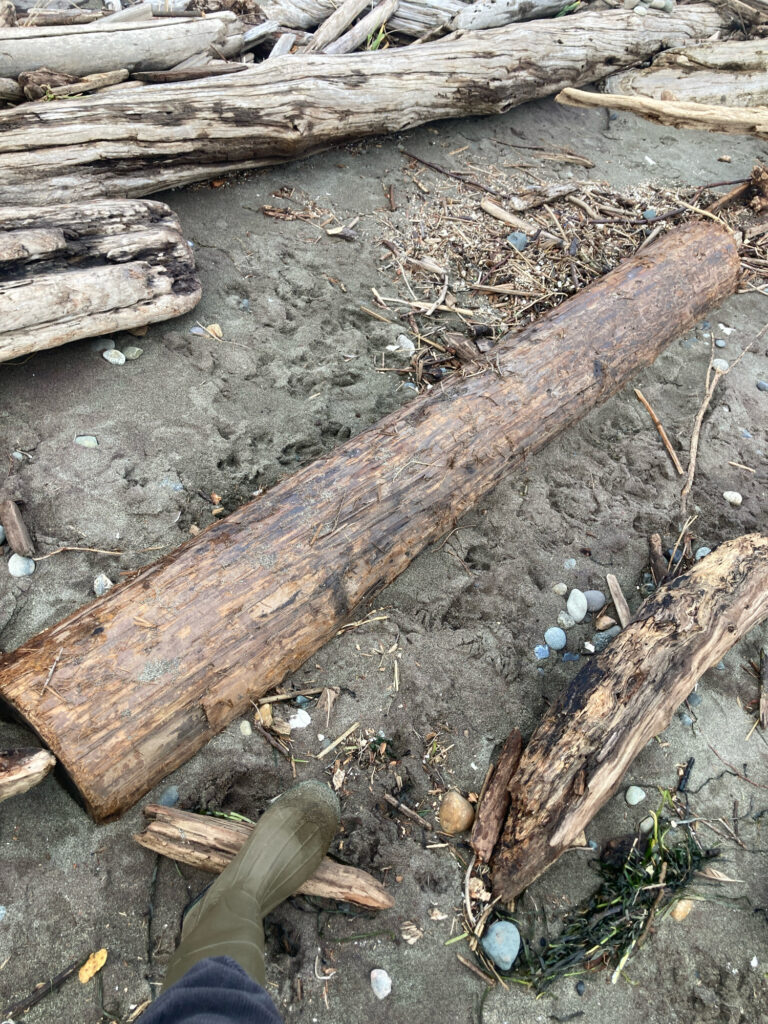a person's hand holding a log over a dirt path (MyCoast AI)
