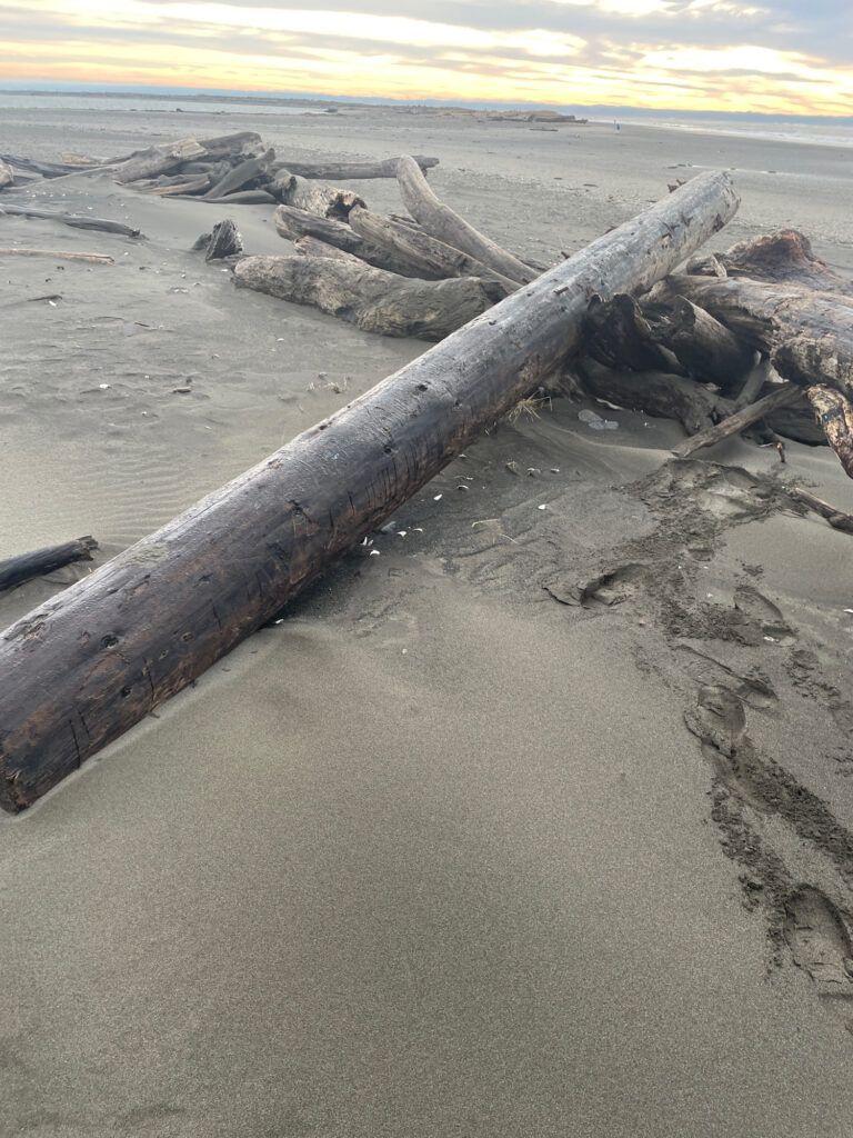 a log on a beach (MyCoast AI)