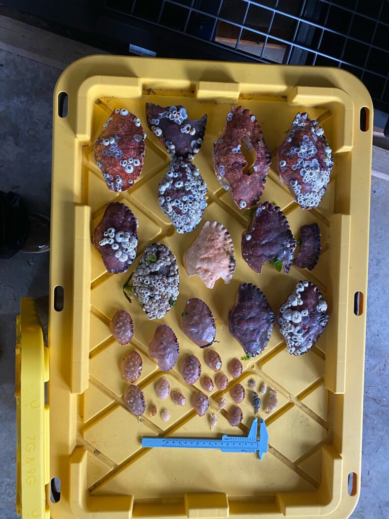 a tray of food (MyCoast AI)