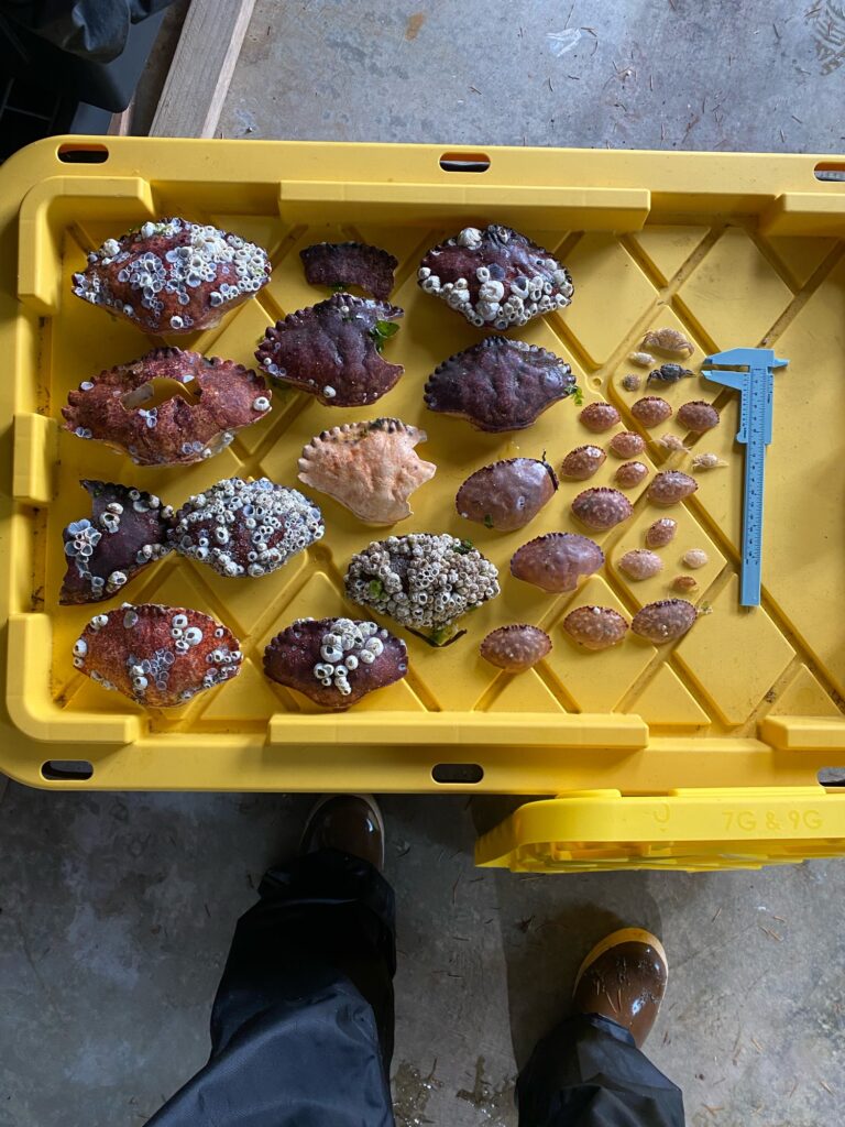 a tray of donuts (MyCoast AI)